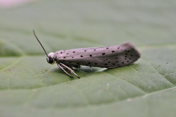 Orchard Ermine (Yponomeuta padella), adult Copyright Keith Dover.