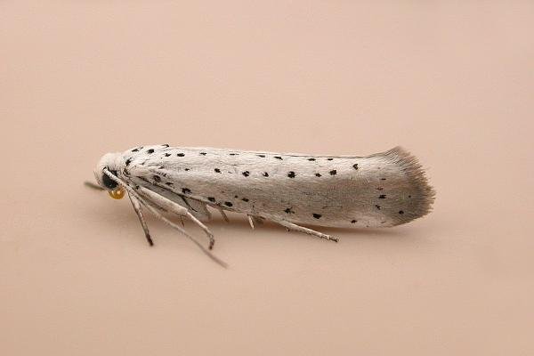 Willow Ermine (Yponomeuta rorrella), adult. Chester-le-Street, 21-07-2025. Copyright Keith Dover.