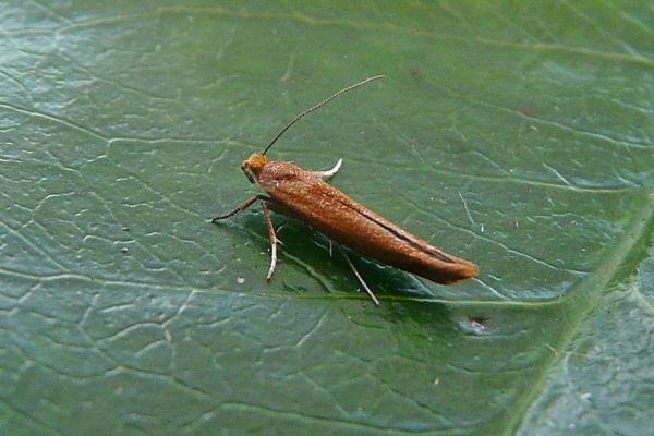 Zelleria hepariella, adult. Chester-le-Street, 10-03-2012. Copyright Keith Dover. Zelleria hepariella, adult. Chester-le-Street, 10-03-2012. Copyright Keith Dover.