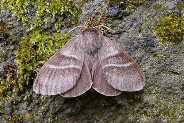 Fox Moth (Macrothylacia rubi), adult Copyright Keith Dover.