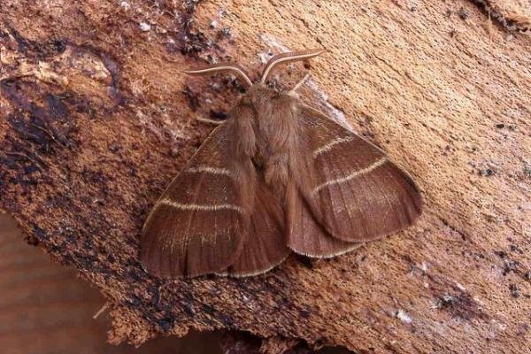 Fox Moth (Macrothylacia rubi), adult. Copyright Keith Dover.