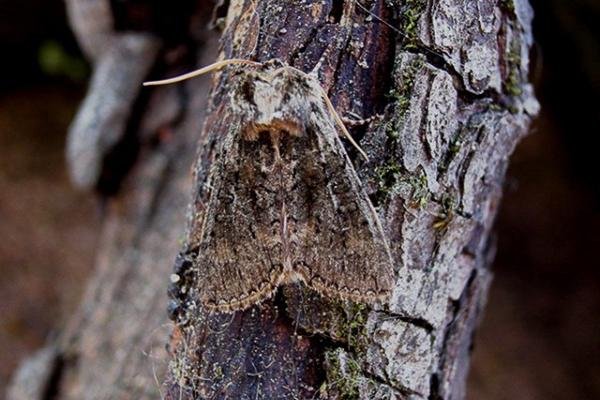 Frosted Green (Polyploca ridens), adult Copyright Keith Dover.