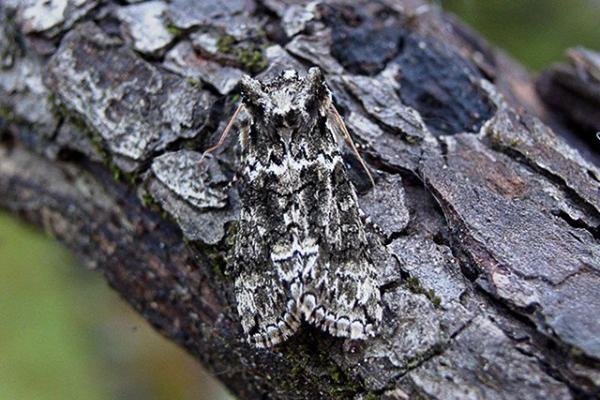 Frosted Green (Polyploca ridens), adult Copyright Keith Dover.