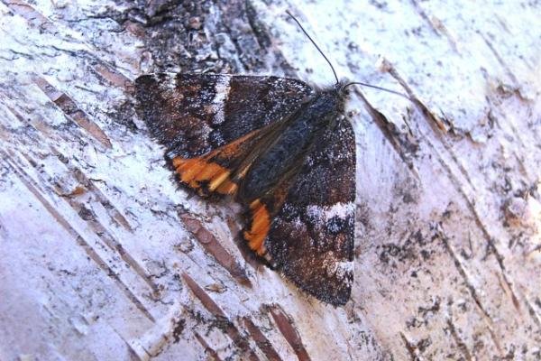 Orange Underwing (Archiearis parthenias), adult. Taken outside Durham. Copyright Keith Dover. Orange Underwing (Archiearis parthenias), adult. Taken outside Durham. Copyright Keith Dover.