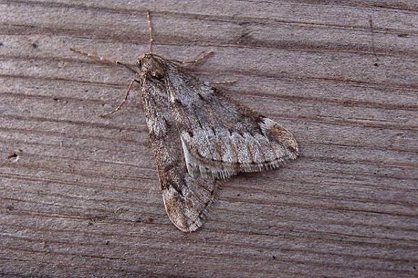 March Moth (Alsophila aescularia), adult. Copyright Keith Dover. March Moth (Alsophila aescularia), adult. Copyright Keith Dover.