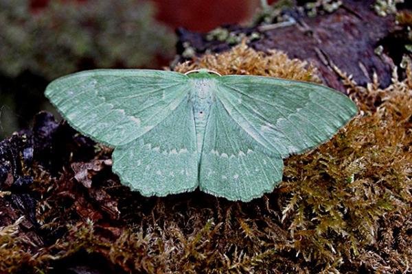 Large Emerald (Geometra papilionaria), adult. Copyright Keith Dover. Large Emerald (Geometra papilionaria), adult. Copyright Keith Dover.