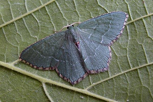 Common Emerald (Hemithea aestivaria), adult. Copyright Keith Dover. Common Emerald (Hemithea aestivaria), adult. Copyright Keith Dover.