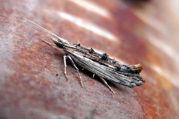 Ypsolopha scabrella, adult. Taken outside Durham, 01-08-2005. Copyright Keith Dover. Ypsolopha scabrella, adult. Taken outside Durham, 01-08-2005. Copyright Keith Dover.