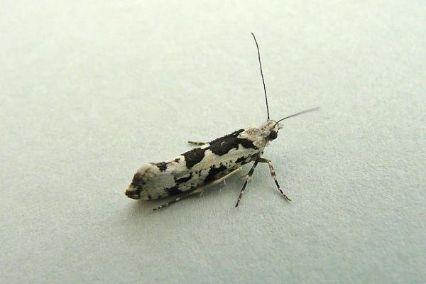 Ypsolopha sequella, adult. Framwellgate Moor, 22-07-2013. Copyright Keith Dover.