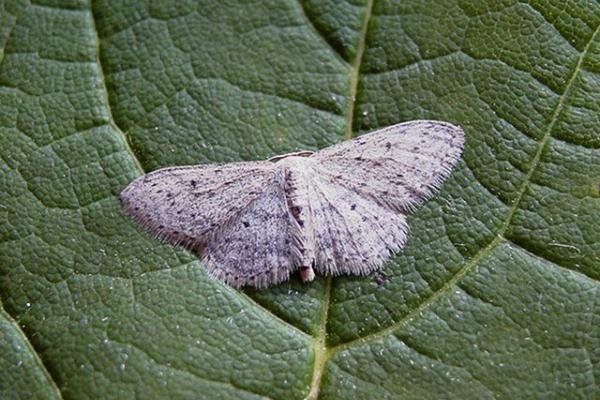 Small Dusty Wave (Idaea seriata), adult. Copyright Keith Dover. Small Dusty Wave (Idaea seriata), adult. Copyright Keith Dover.