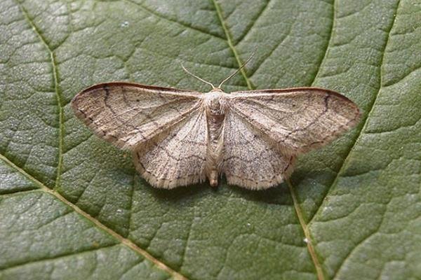 Riband Wave (Idaea aversata) ab. remutata, adult. Copyright Keith Dover. Riband Wave (Idaea aversata) ab. remutata, adult. Copyright Keith Dover.