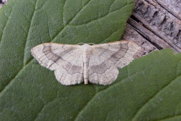 Riband Wave (Idaea aversata), adult. Copyright Keith Dover. Riband Wave (Idaea aversata), adult. Copyright Keith Dover.