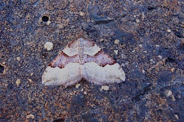 Red Carpet (Xanthorhoe decoloraria), adult. Taken outside Durham. Copyright Keith Dover. Red Carpet (Xanthorhoe decoloraria), adult. Taken outside Durham. Copyright Keith Dover.