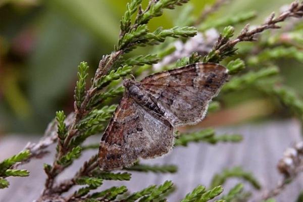 Red Twin-spot Carpet (Xanthorhoe spadicearia), adult. Taken outside Durham. Copyright Keith Dover. Red Twin-spot Carpet (Xanthorhoe spadicearia), adult. Taken outside Durham. Copyright Keith Dover.