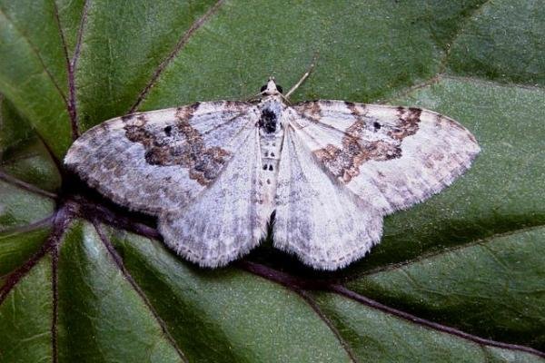 Silver-ground Carpet (Xanthorhoe montanata), adult. Copyright Keith Dover. Silver-ground Carpet (Xanthorhoe montanata), adult. Copyright Keith Dover.