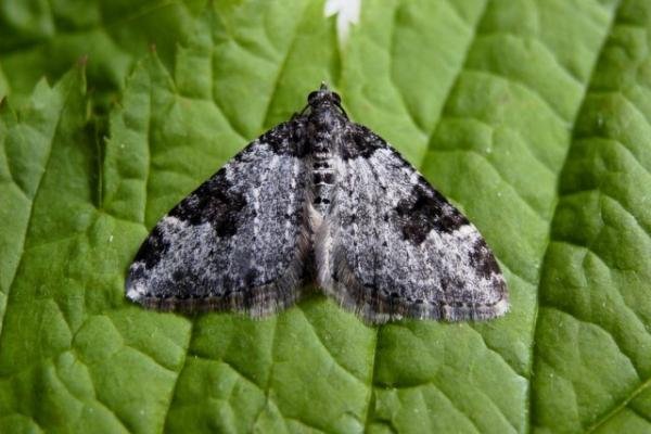 Garden Carpet (Xanthorhoe fluctuata), adult. Copyright Keith Dover. Garden Carpet (Xanthorhoe fluctuata), adult. Copyright Keith Dover.