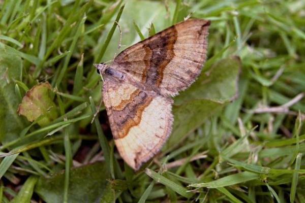 Shaded Broad-bar (Scotopteryx chenopodiata), adult. Copyright Keith Dover. Shaded Broad-bar (Scotopteryx chenopodiata), adult. Copyright Keith Dover.