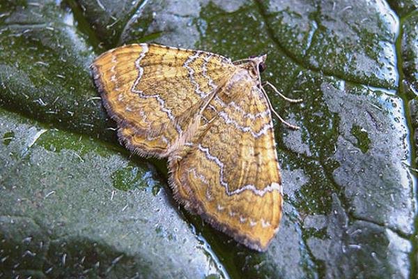 Yellow Shell (Camptogramma bilineata), adult. Copyright Keith Dover. Yellow Shell (Camptogramma bilineata), adult. Copyright Keith Dover.
