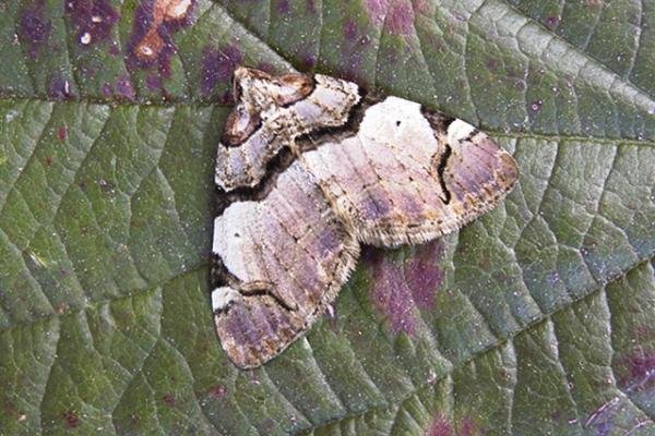 Streamer (Anticlea derivata), adult. Copyright Keith Dover. Streamer (Anticlea derivata), adult. Copyright Keith Dover.