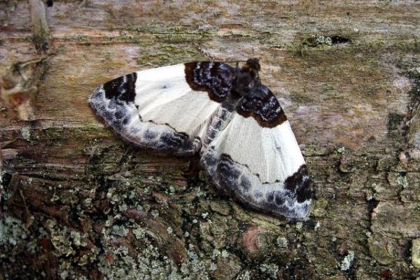 Beautiful Carpet (Mesoleuca albicillata), adult. Black Plantation, 01-07-2004. Copyright Keith Dover. Beautiful Carpet (Mesoleuca albicillata), adult. Black Plantation, 01-07-2004. Copyright Keith Dover.