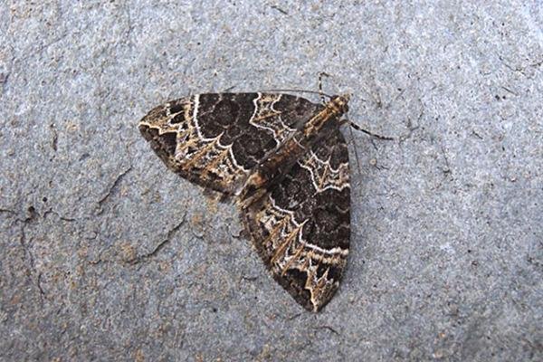 Small Phoenix (Ecliptopera silaceata), adult. Copyright Keith Dover. Small Phoenix (Ecliptopera silaceata), adult. Copyright Keith Dover.