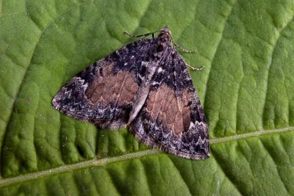 Common Marbled Carpet (Dysstroma truncata), adult. Copyright Keith Dover. Common Marbled Carpet (Dysstroma truncata), adult. Copyright Keith Dover.
