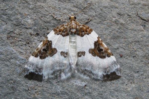 Blue-bordered Carpet (Plemyria rubiginata), adult. Taken outside Durham, 10-08-2007. Copyright Keith Dover. Blue-bordered Carpet (Plemyria rubiginata), adult. Taken outside Durham, 10-08-2007. Copyright Keith Dover.