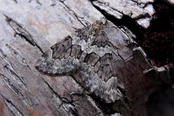 Spruce Carpet (Thera britannica), adult. Copyright Keith Dover. Spruce Carpet (Thera britannica), adult. Copyright Keith Dover.