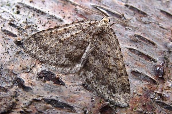 Mottled Grey (Colostygia multistrigaria), adult. Butsfield. Copyright Keith Dover. Mottled Grey (Colostygia multistrigaria), adult. Butsfield. Copyright Keith Dover.