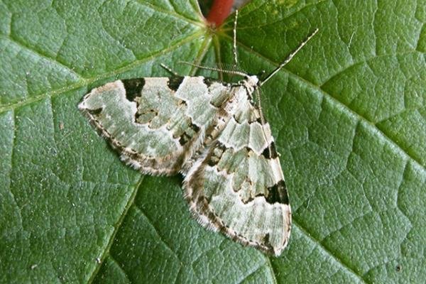 Green Carpet (Colostygia pectinataria), adult. Taken outside Durham. Copyright Keith Dover. Green Carpet (Colostygia pectinataria), adult. Taken outside Durham. Copyright Keith Dover.
