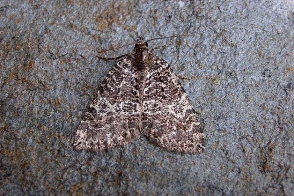 July Highflyer (Hydriomena furcata), adult. Copyright Keith Dover.
