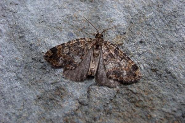 July Highflyer (Hydriomena furcata), adult. Copyright Keith Dover. July Highflyer (Hydriomena furcata), adult. Copyright Keith Dover.