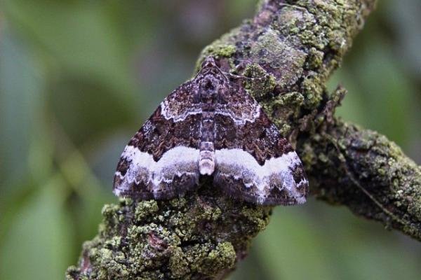 Sharp-angled Carpet (Euphyia unangulata), adult. 26-07-2004. Copyright Keith Dover.