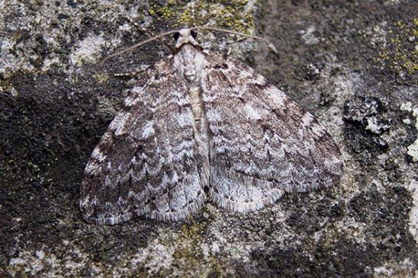 Small Autumnal Moth (Epirrita filigrammaria), adult Copyright Keith Dover.