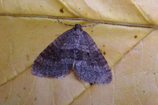 Winter Moth (Operophtera brumata), adult. Taken outside Durham. Copyright Keith Dover. Winter Moth (Operophtera brumata), adult. Taken outside Durham. Copyright Keith Dover.