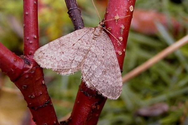 Northern Winter Moth (Operophtera fagata), adult. Copyright Keith Dover. Northern Winter Moth (Operophtera fagata), adult. Copyright Keith Dover.