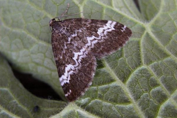 Rivulet (Perizoma affinitata), adult. Copyright Keith Dover. Rivulet (Perizoma affinitata), adult. Copyright Keith Dover.