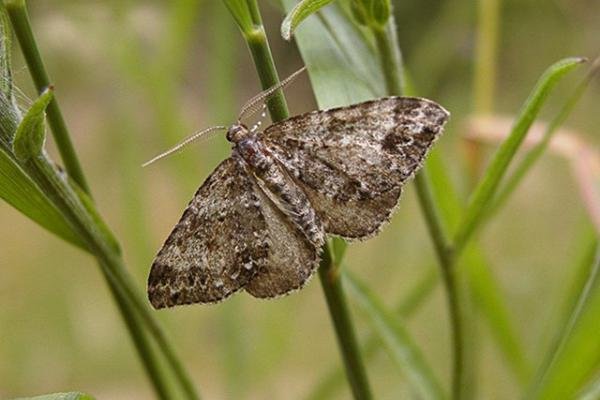 Twin-spot Carpet (Mesotype didymata), adult. Copyright Keith Dover. Twin-spot Carpet (Mesotype didymata), adult. Copyright Keith Dover.