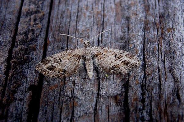 Mottled Pug (Eupithecia exiguata), adult. Copyright Keith Dover. Mottled Pug (Eupithecia exiguata), adult. Copyright Keith Dover.
