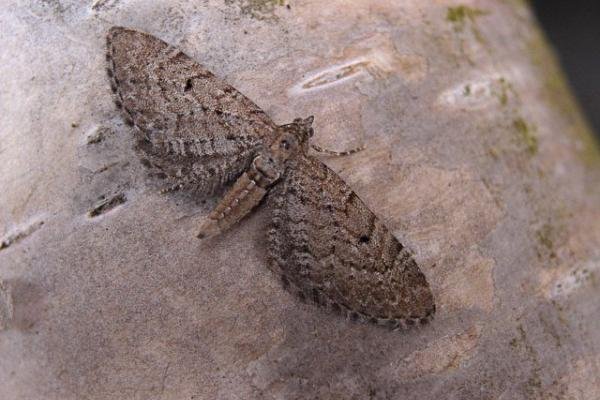 Freyer's Pug (Eupithecia intricata), adult. Taken outside Durham. Copyright Keith Dover. Freyer's Pug (Eupithecia intricata), adult. Taken outside Durham. Copyright Keith Dover.