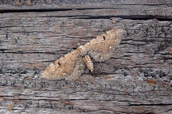 Currant Pug (Eupithecia assimilata), adult. Copyright Keith Dover. Currant Pug (Eupithecia assimilata), adult. Copyright Keith Dover.