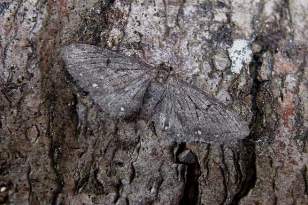 White-spotted Pug (Eupithecia tripunctaria), adult. Chester-le-Street. Copyright Keith Dover. White-spotted Pug (Eupithecia tripunctaria), adult. Chester-le-Street. Copyright Keith Dover.
