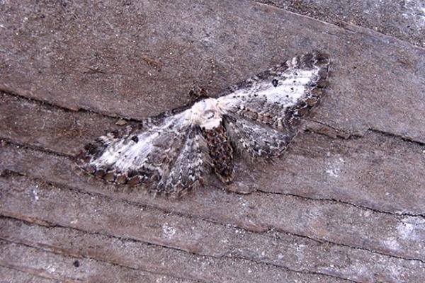Bordered Pug (Eupithecia succenturiata), adult. Copyright Keith Dover. Bordered Pug (Eupithecia succenturiata), adult. Copyright Keith Dover.
