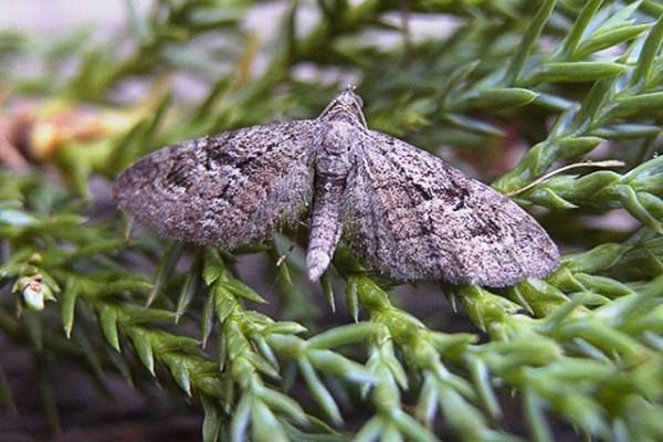 Juniper Pug (Eupithecia pusillata), adult. Chester-le-Street. Copyright Keith Dover. Juniper Pug (Eupithecia pusillata), adult. Chester-le-Street. Copyright Keith Dover.