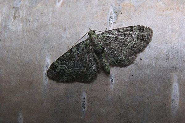 Green Pug (Pasiphila rectangulata), adult. Taken outside Durham. Copyright Keith Dover.