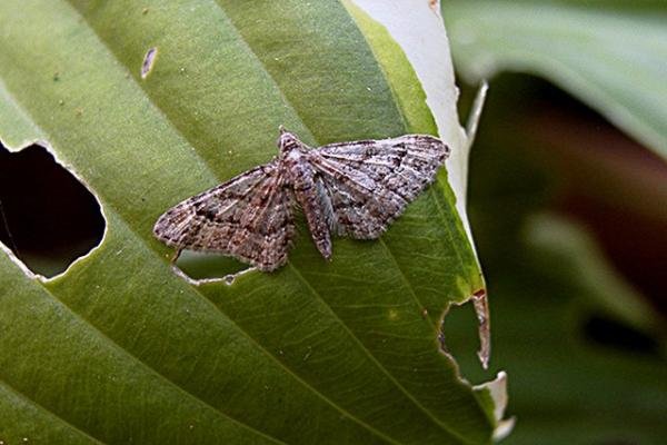 Double-striped Pug (Gymnoscelis rufifasciata), adult. Copyright Keith Dover. Double-striped Pug (Gymnoscelis rufifasciata), adult. Copyright Keith Dover.