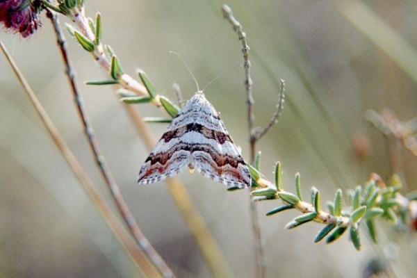 Manchester Treble-bar (Carsia sororiata), adult. Copyright Keith Dover. Manchester Treble-bar (Carsia sororiata), adult. Copyright Keith Dover.