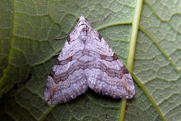Lesser Treble-bar (Aplocera efformata), adult. Copyright Keith Dover. Lesser Treble-bar (Aplocera efformata), adult. Copyright Keith Dover.
