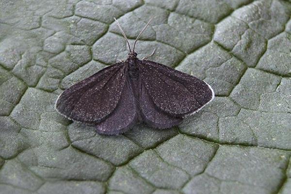 Chimney Sweeper (Odezia atrata), adult. Copyright Keith Dover. Chimney Sweeper (Odezia atrata), adult. Copyright Keith Dover.