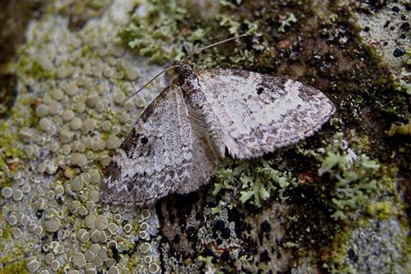 Small Seraphim (Pterapherapteryx sexalata), adult. Copyright Keith Dover. Small Seraphim (Pterapherapteryx sexalata), adult. Copyright Keith Dover.